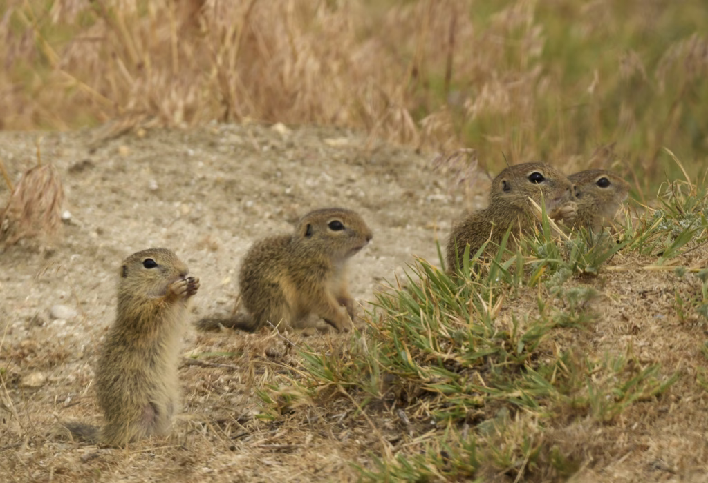 Autostrada A1 Pitești-Sibiu 