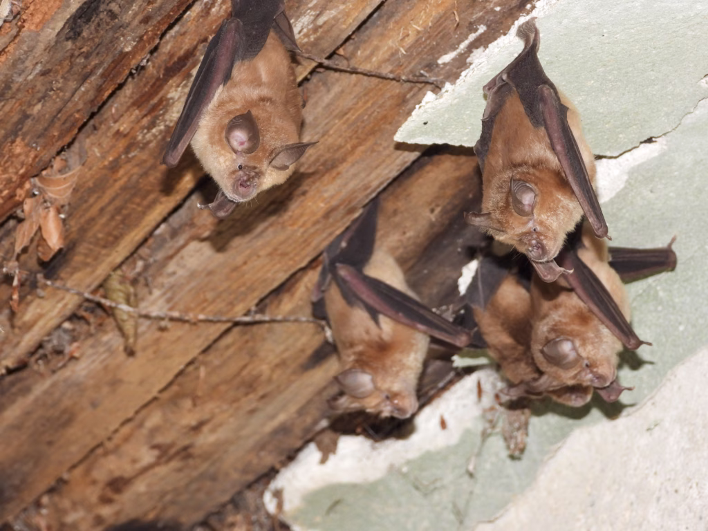 Autostrada A1 Pitești-Sibiu 