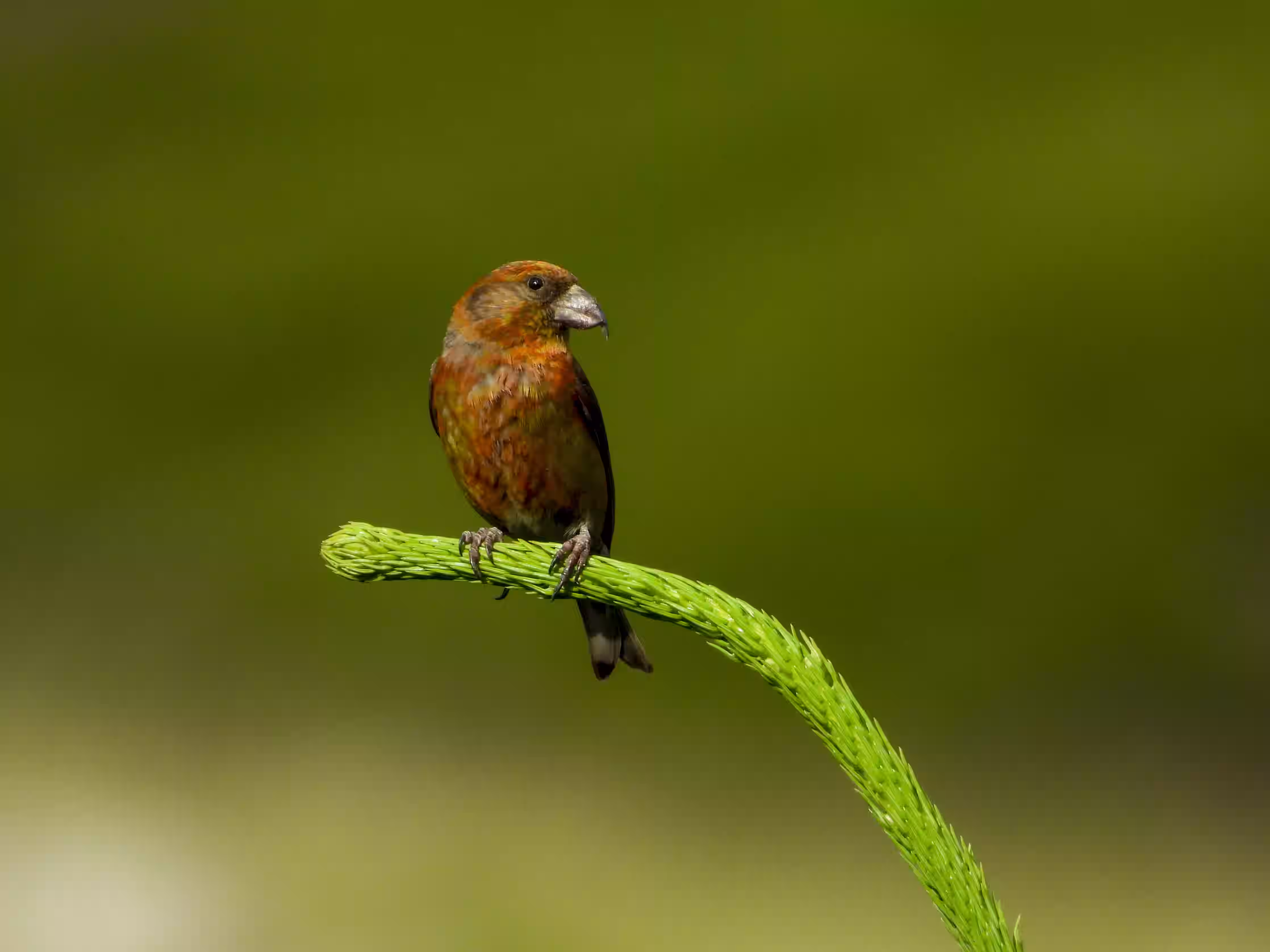 image from rcs rds (48)